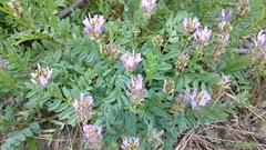 Astragalus laxmannii