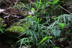 Pteris multifida