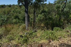 Macrotyloma uniflorum