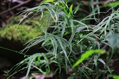 Pteris multifida