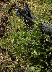 Macrotyloma uniflorum