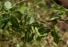 Macrotyloma uniflorum