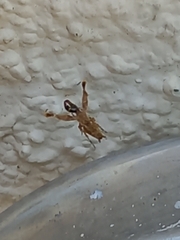 Uloborus plumipes