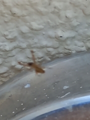 Uloborus plumipes