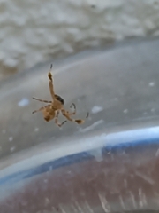 Uloborus plumipes