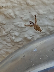 Uloborus plumipes