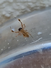 Uloborus plumipes