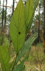 Leiobunum bimaculatum