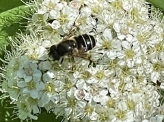 Eristalis obscura