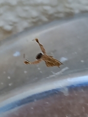 Uloborus plumipes