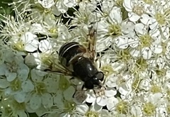 Eristalis obscura