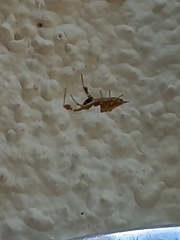 Uloborus plumipes