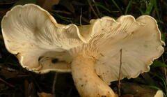 Leucopaxillus cerealis