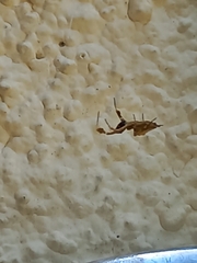 Uloborus plumipes