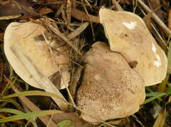Leucopaxillus eucalyptorum