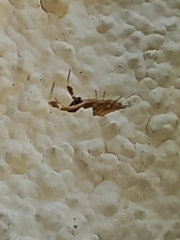 Uloborus plumipes