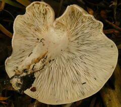 Leucopaxillus eucalyptorum