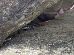 Sphenomorphus incognitus