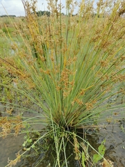Juncus subglaucus