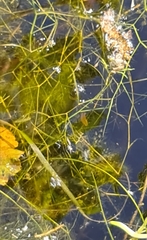 Potamogeton trichoides