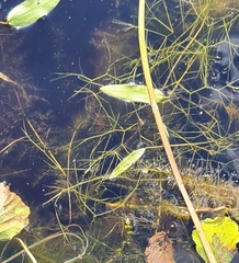 Potamogeton trichoides
