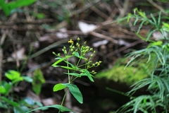 Hypericum sampsonii