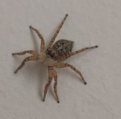 Menemerus semilimbatus