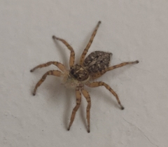 Menemerus semilimbatus