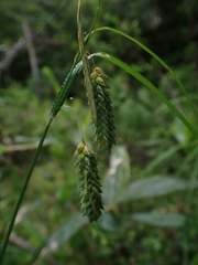 Carex maximowiczii