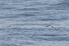 Mesoplodon layardii