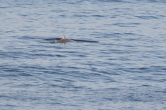 Mesoplodon layardii