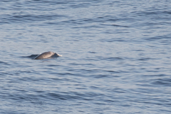 Mesoplodon layardii