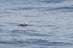 Mesoplodon layardii