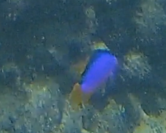 Pomacentrus coelestis