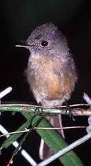 Contopus latirostris blancoi