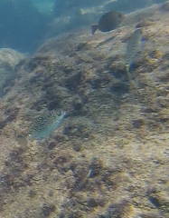 Siganus spinus