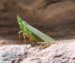 Rhynchomitra recurva