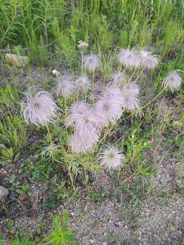 Dahurian pasqueflower