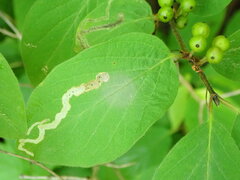 Aulagromyza hendeliana
