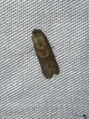 Macrorrhinia endonephele