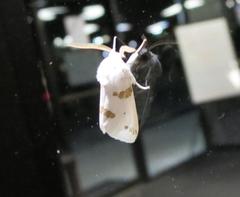 Euerythra trimaculata