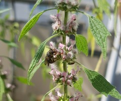 Stelis punctulatissima