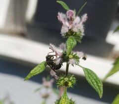 Stelis punctulatissima