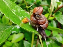 Trochulus striolatus