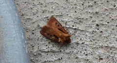 Agrotis vancouverensis