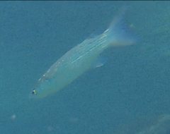 Gracilimugil argenteus