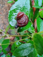 Trochulus striolatus