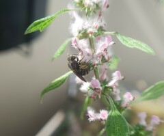 Stelis punctulatissima