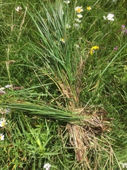 Carex acuta