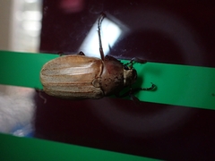 Melolontha japonica